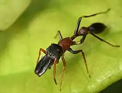 Male M. melanocephala