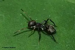 M. spissa