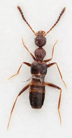 Image of a slender beetle from above