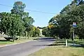 English elm in early autumn, Myrniong