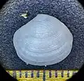 M. spinifera
