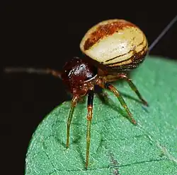 female