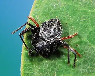 male M. rufolimbata