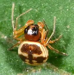 juvenile male