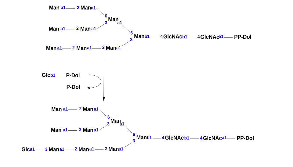 This is the chemical reaction that is mediated by the enzyme dolichyl-P-Glc:Man9GlcNAc2-PP-dolichol alpha-1,3-glucosyltransferase.