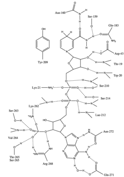 pathway alt text