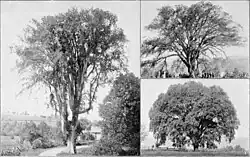 Early photos of New England American elms, showing growth patterns, The New International Encyclopædia (1905)