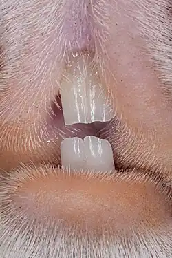 Incisors of a guinea pig