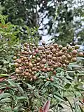 Fruits in Indonesia