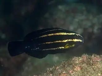 Juvenile