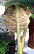 New leaf