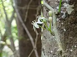 Naringi crenulata