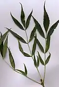 Leafy shoot of F. angustifolia