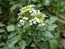 Watercress