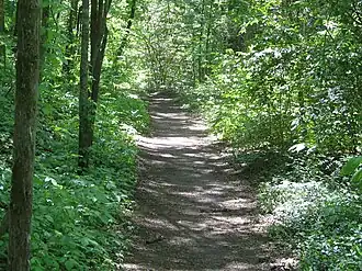 Natural trails through a forest