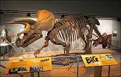 Hatcher the Triceratops