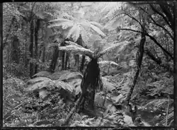 Native bush with tree ferns, a stream, and two men in right foreground, at Korokoro