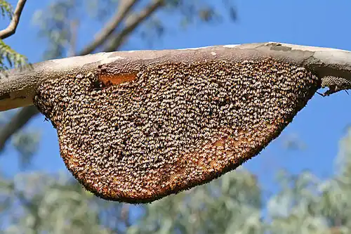 The lower part of the natural comb of Apis dorsata has a number of unoccupied cells.