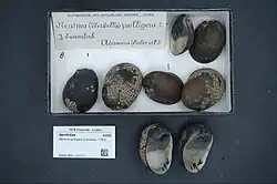 Eight shells of N. pulligera from a museum collection, many of them covered in neritid egg capsules.