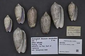 Oliva spicata