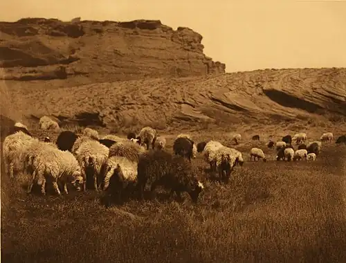 Navajo Flocks, c. 1904[42]