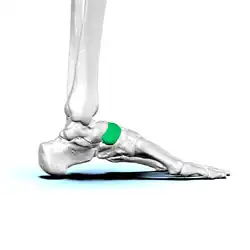 As a metaphor, the navicular bone, shown in green, is known as the keystone of the foot[8]