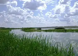 Summer day in Navlinsky