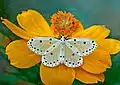Imago