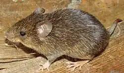 Brown mouse