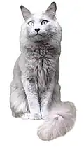 Nebelung