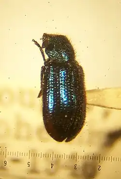 Necrobia violacea (Korynetinae)