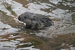 Wet brown rat
