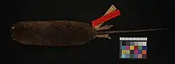 Nectomys rattus SKIN DOR