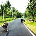 Melkoute Road