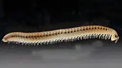 A julidan millipede with prominent ozadenes