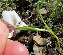 Nemastylis tenuis bracts below flower