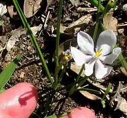 Nemastylis tenuis plant base