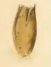 Empty seed husk, used by the young larva as its first case