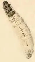 Larva