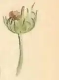 Scabious head, with larva case attached