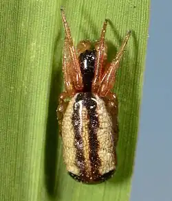 juvenile male N. cotti