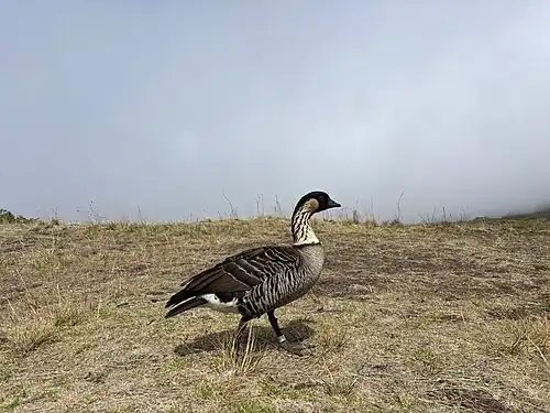 Adult nēnē in Haleakalā National Park