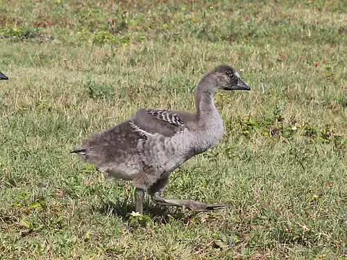 Nēnē gosling on Kauai