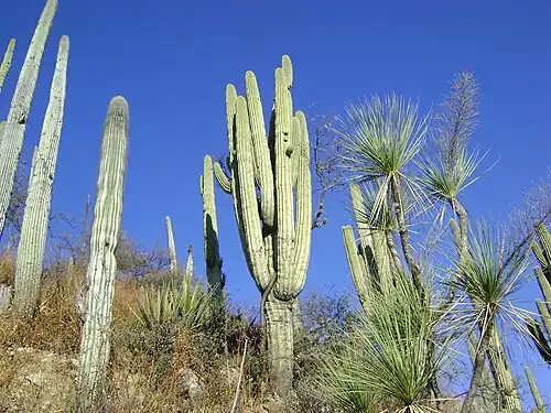 Habitat in Zapotitlan De Las Salinas, Puebla
