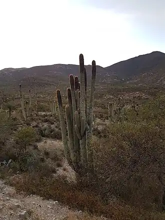 Plant near Zapotitilán, Puebla.