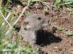 Brown vole