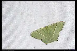 A green leaf-like moth is photographed flat against a white background.