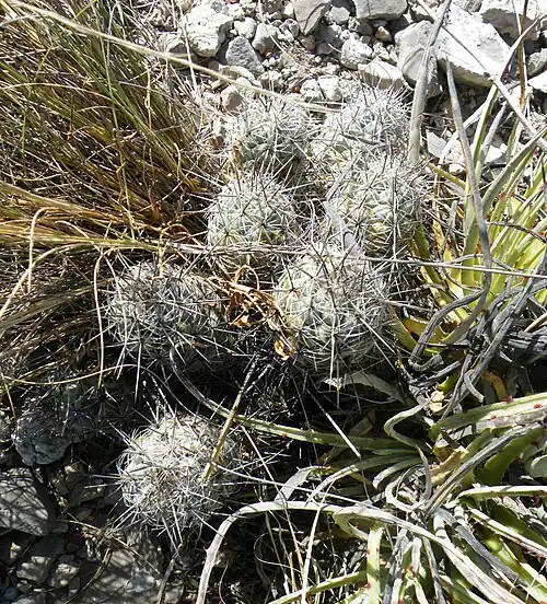 Plant in habitat