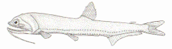 Neonesthes capensis