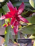 Neoregelia at Longwood Gardens, Pennsylvania, USA